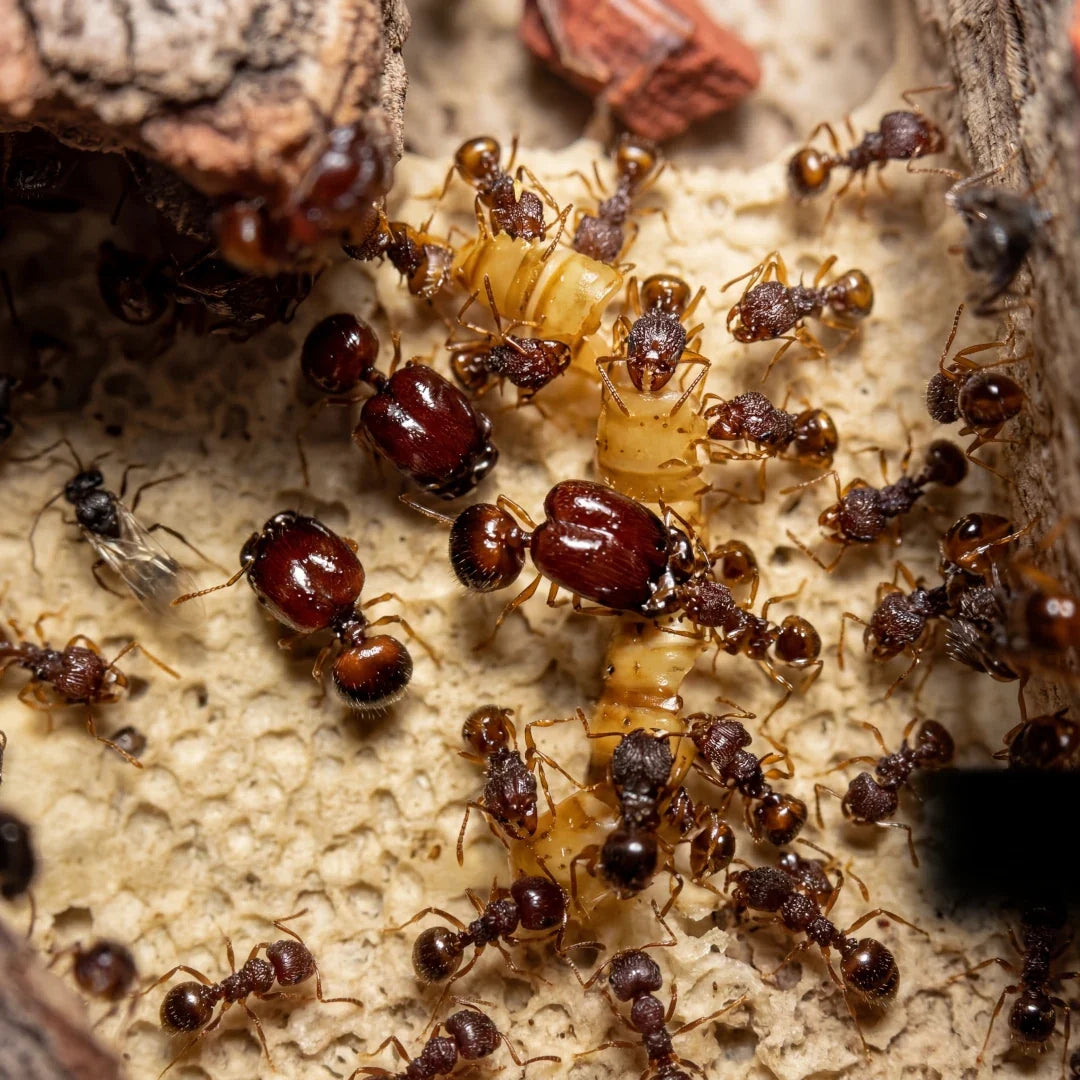 Acanthomyrmex glabfemoralis, colonia pequeña con soldados de cabeza enorme