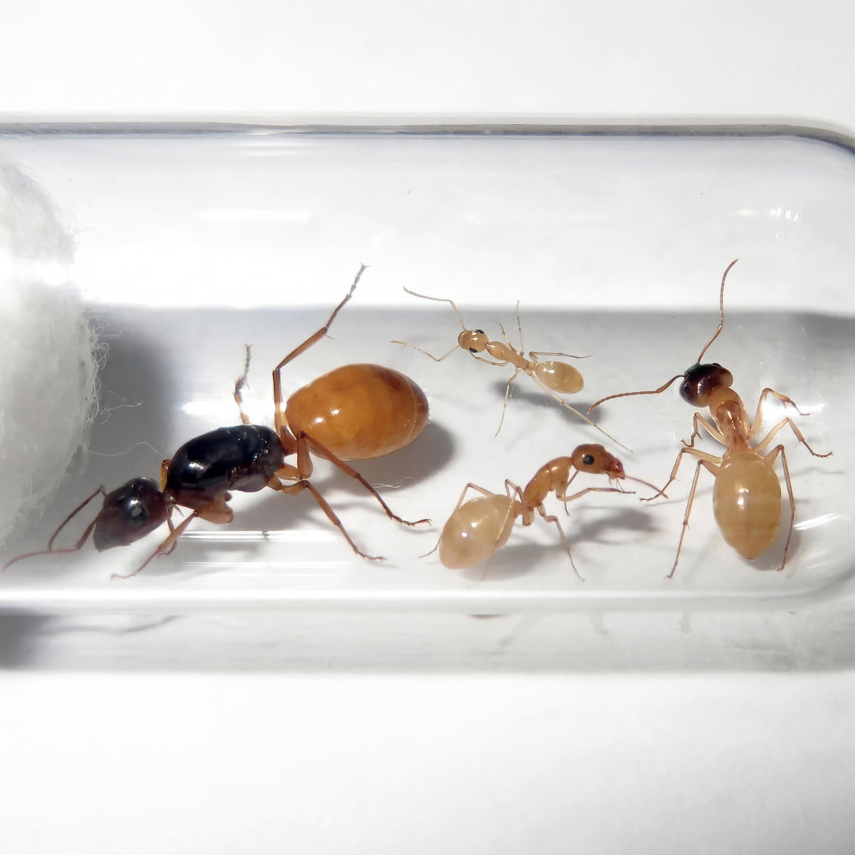 Camponotus fedtschenkoi, hormiga carpintera de zonas áridas de Asia central