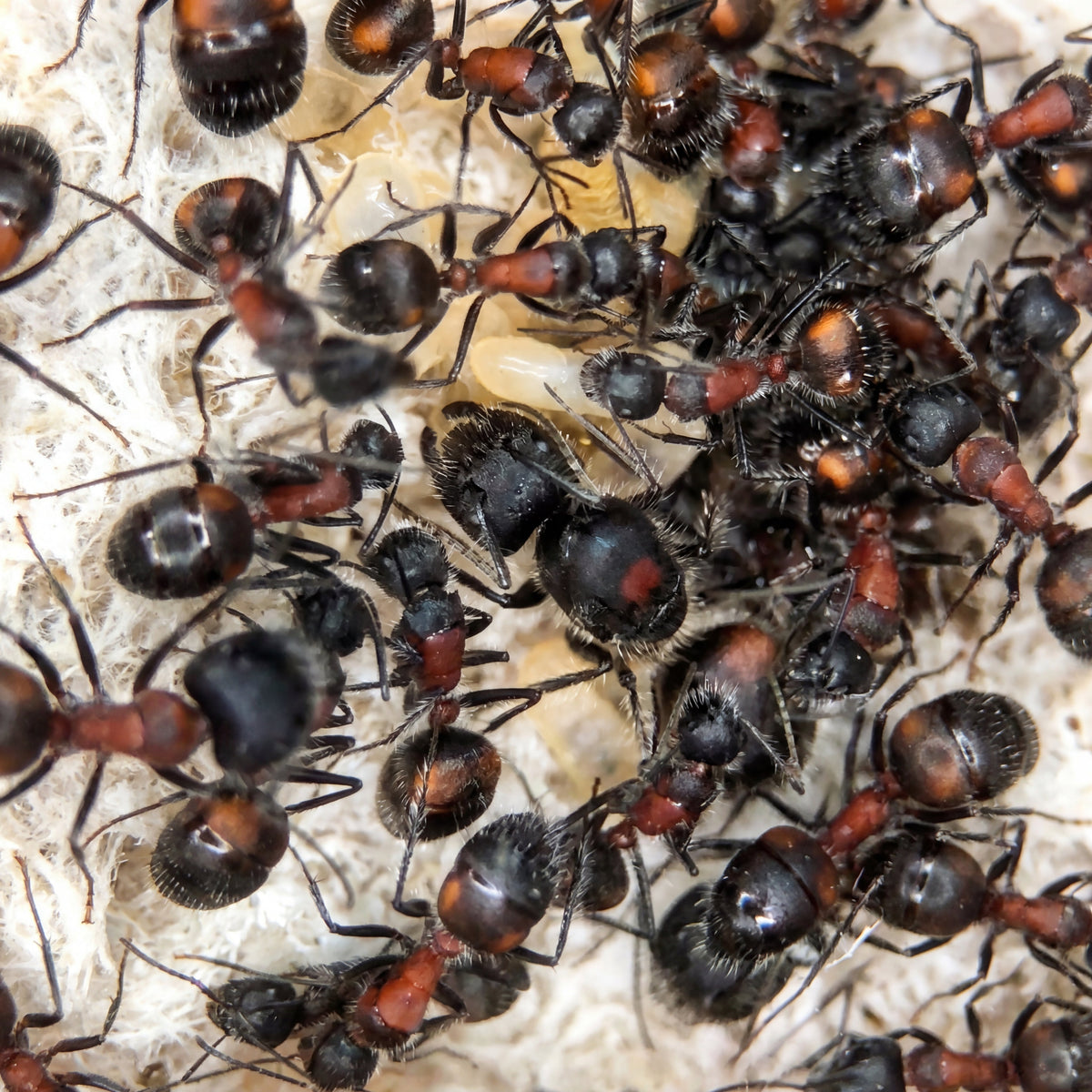 Camponotus mutilarius, hormiga carpintera tropical asiática