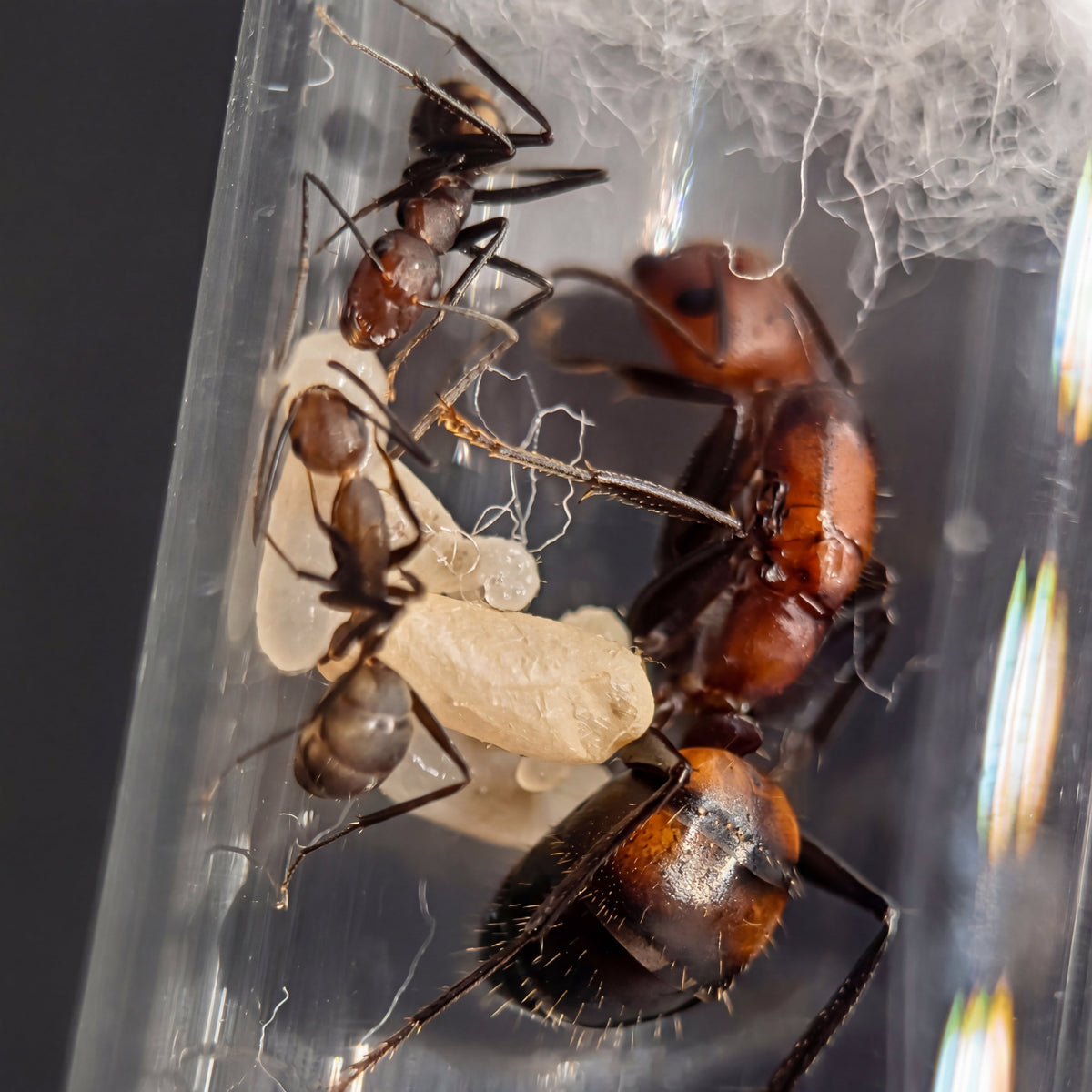 Camponotus nicobarensis, hormiga carpintera tropical de crecimiento rápido