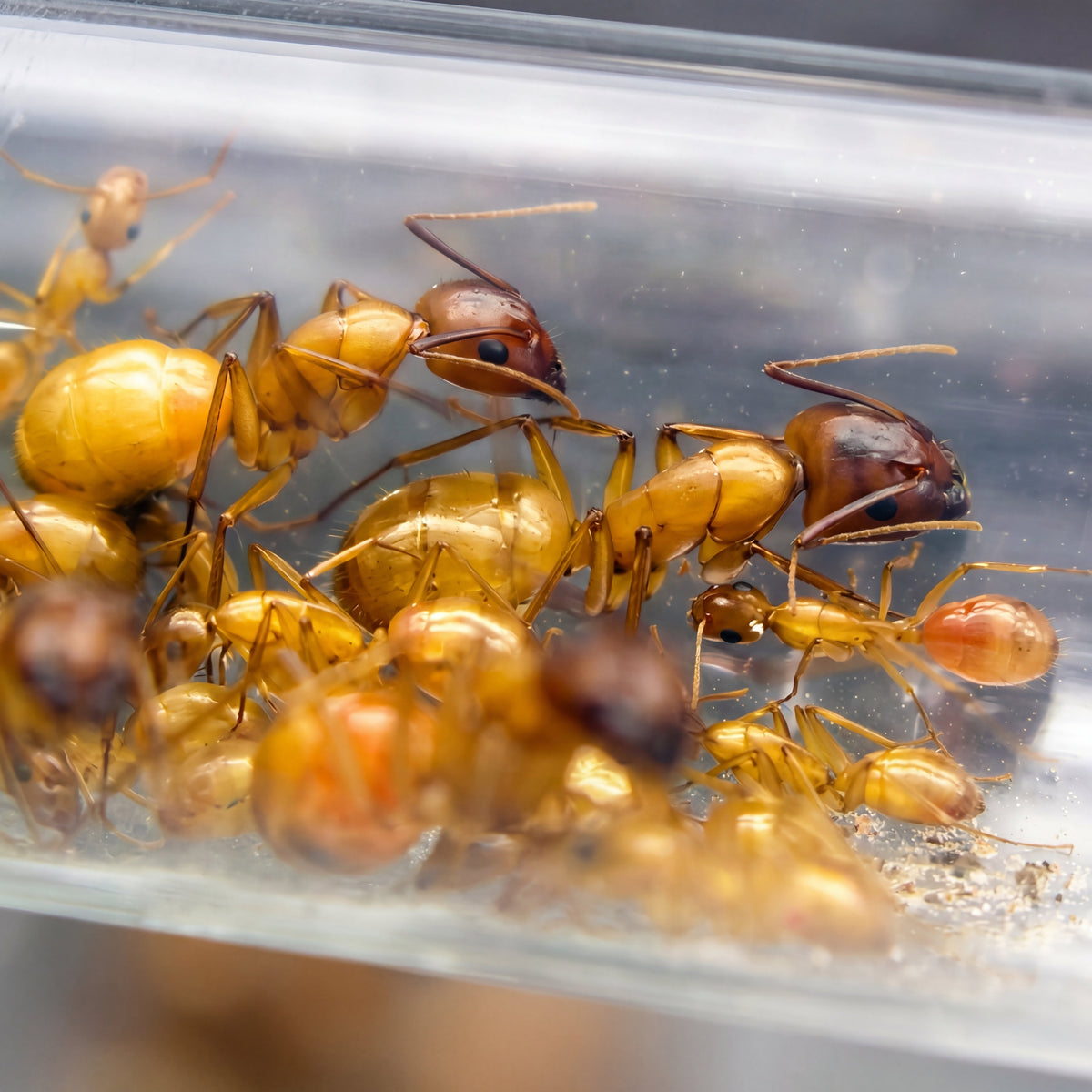 Camponotus ocreatus, hormiga carpintera nóctura del desierto americano
