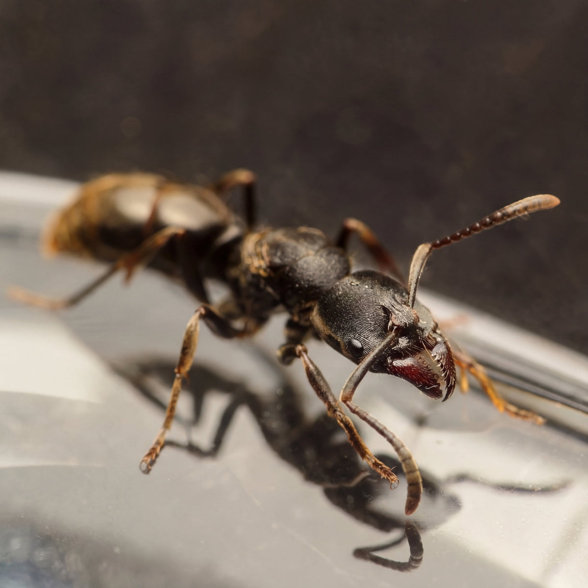 Ectomomyrmex cf annamitus, hormiga ponerina depredadora de cuerpo negro brillante