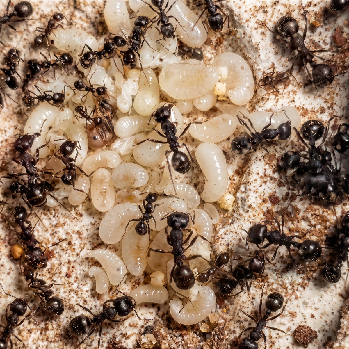 Messor arenarius, hormiga granívora del desierto con obreras de gran tamaño