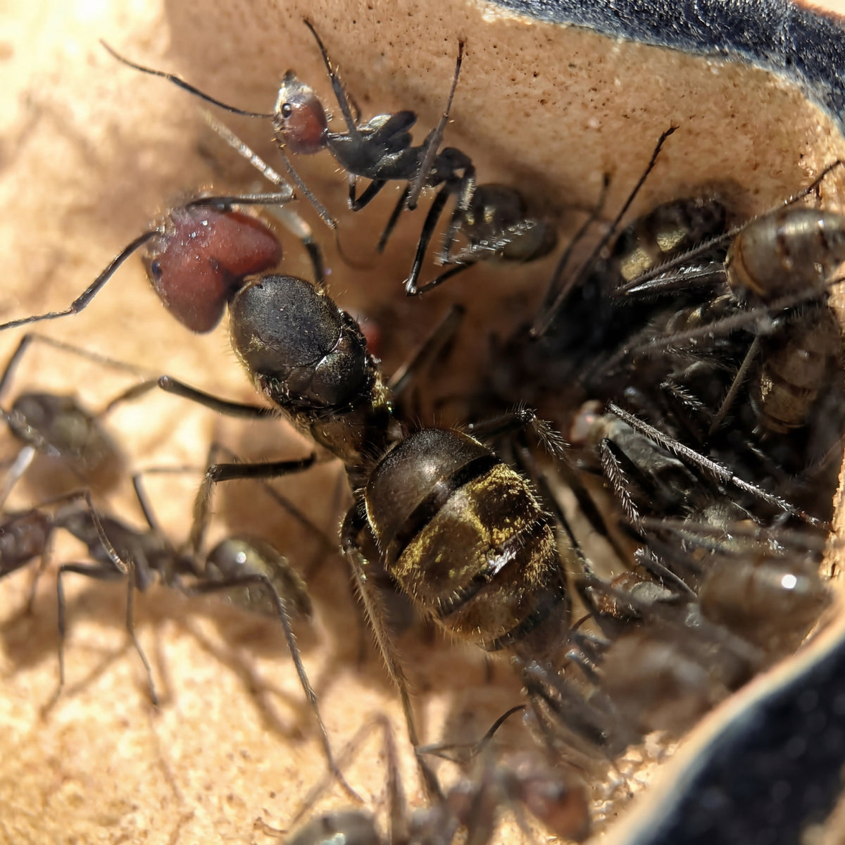 Camponotus singularis, hormiga carpintera tropical de cabeza roja