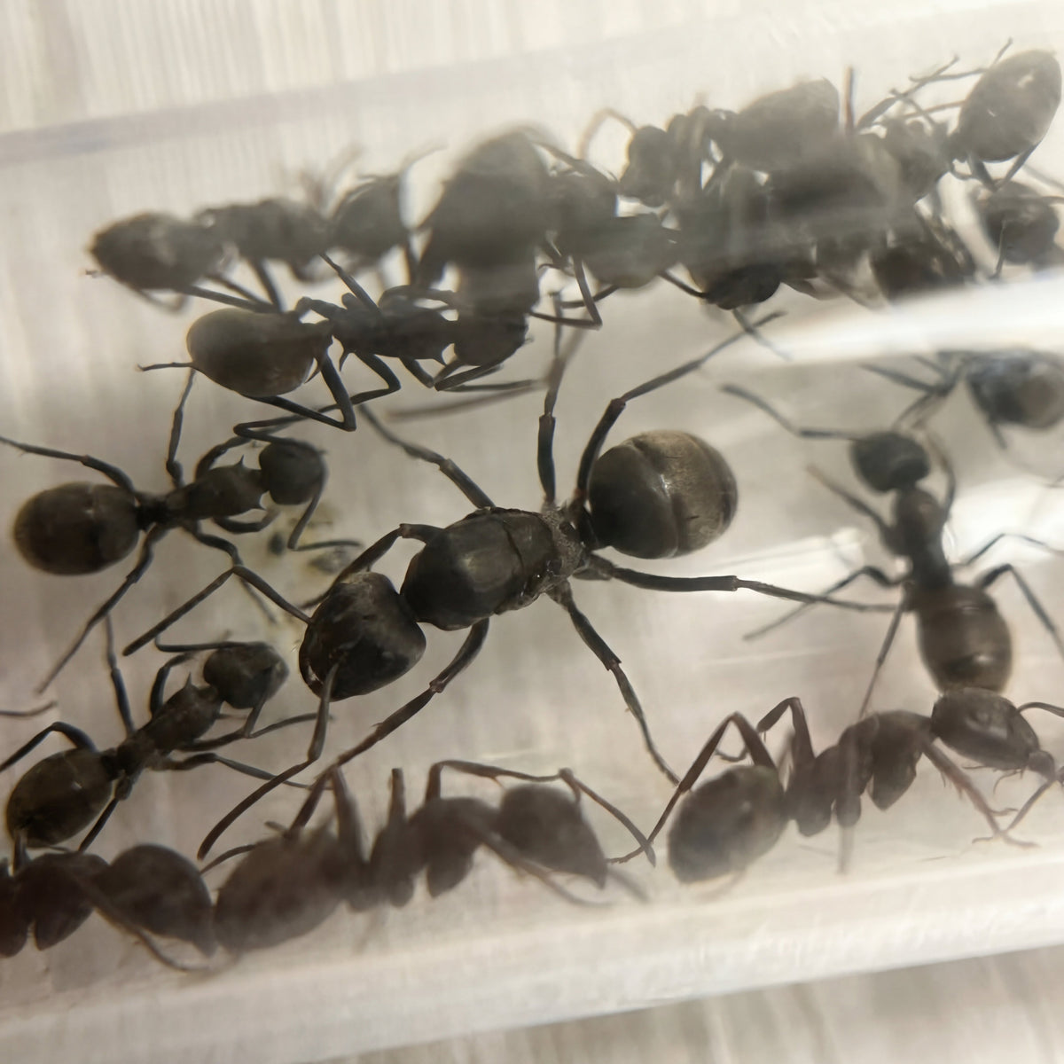 Polyrhachis dives, hormiga tropical que teje nidos de cartón y seda
