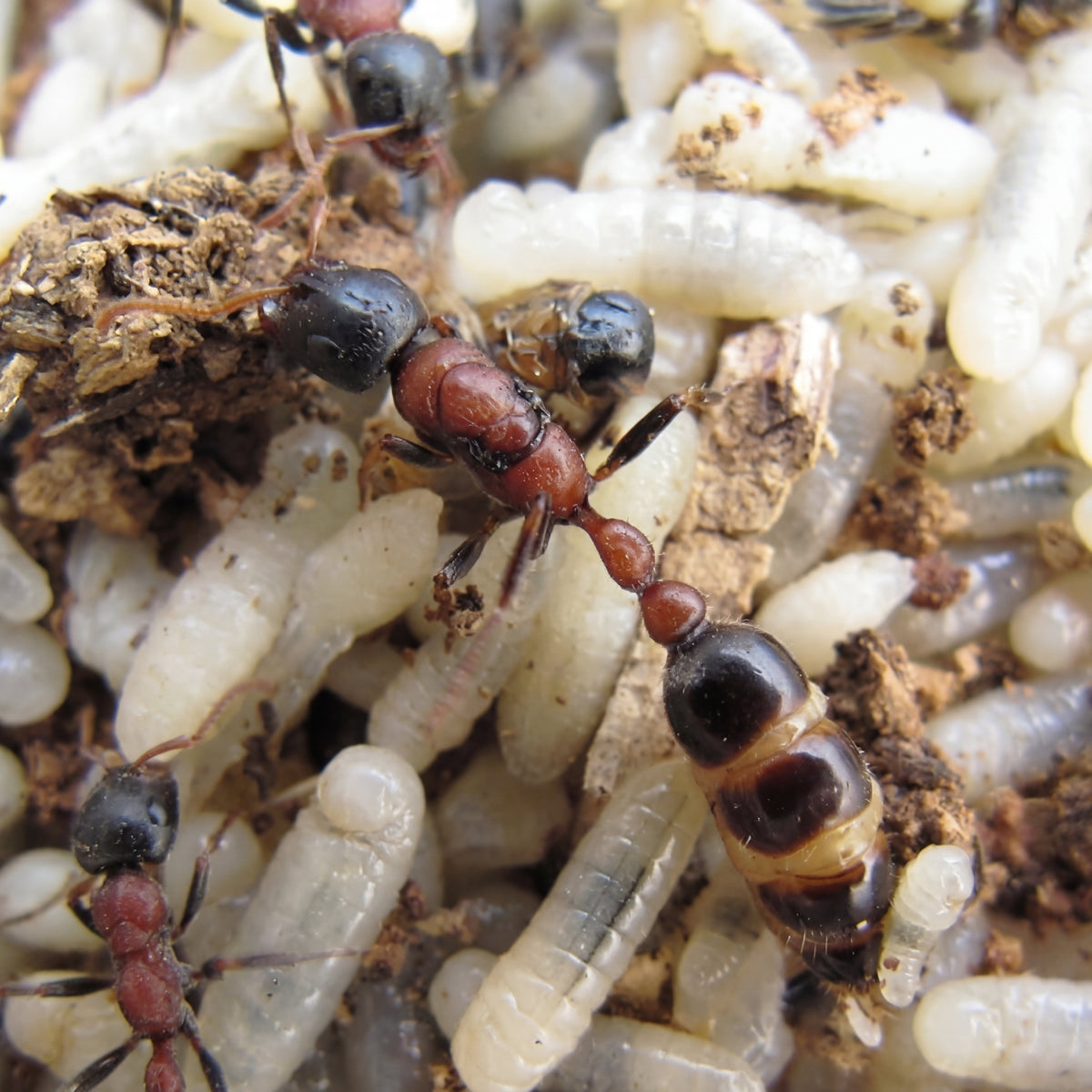 Tetraponera rufonigra, hormiga arborícola tropical de cuerpo alargado