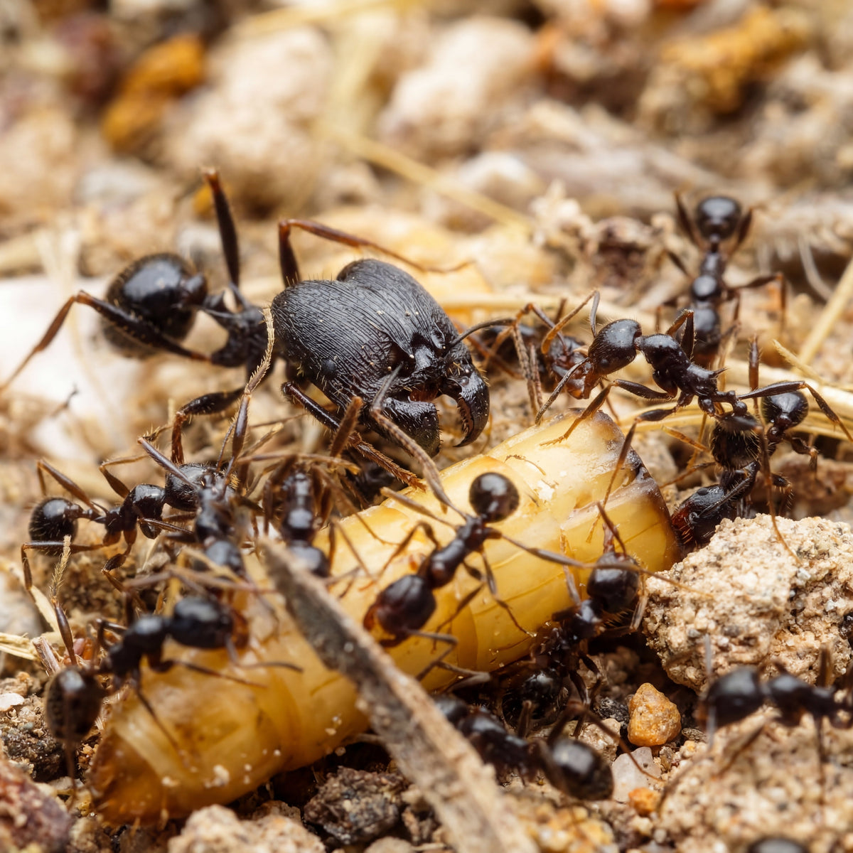 Pheidole rhea, colonia con soldados de cabeza desproporcionada