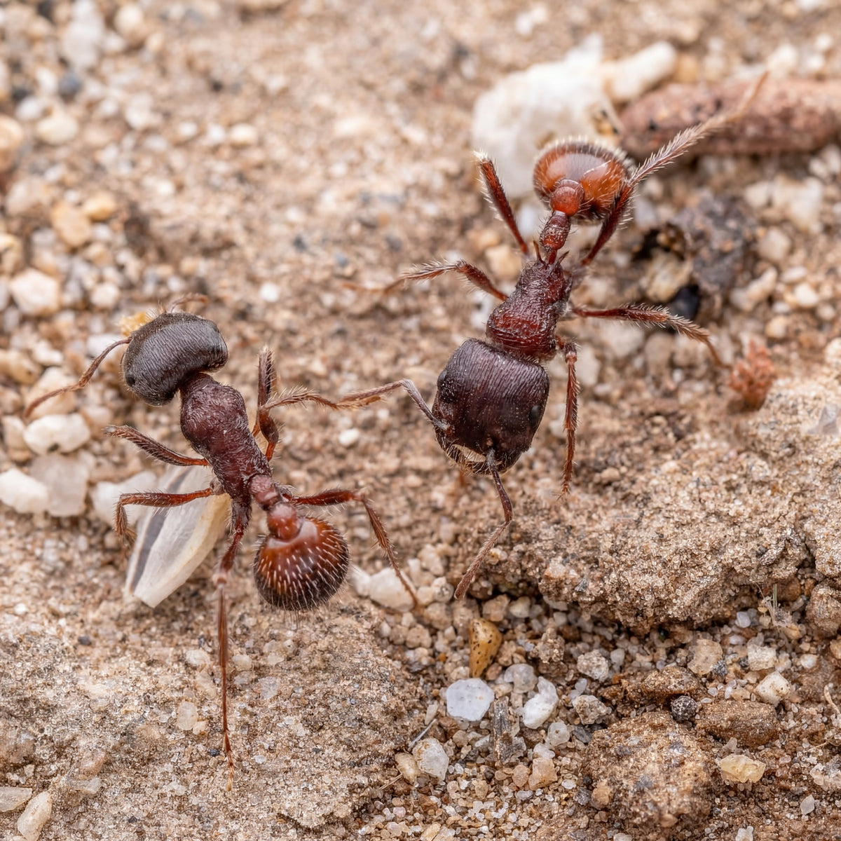 Pogonomyrmex rugosus, hormiga cosechadora oscura del desierto