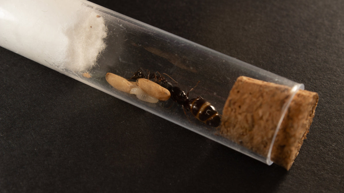 Colonia de Camponotus sylvaticus con reina y obreras