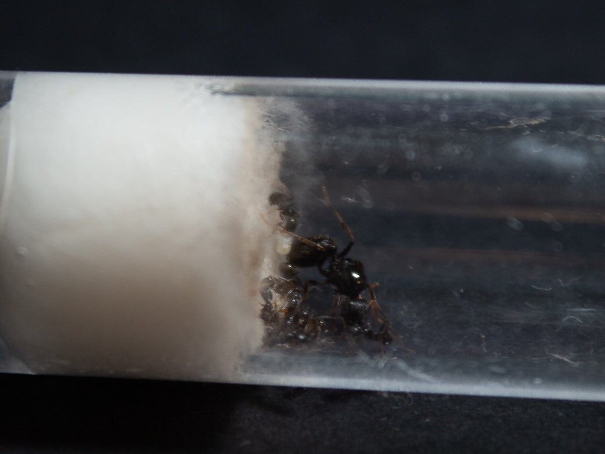 Colonia de Tetramorium caespitum con reina y obreras
