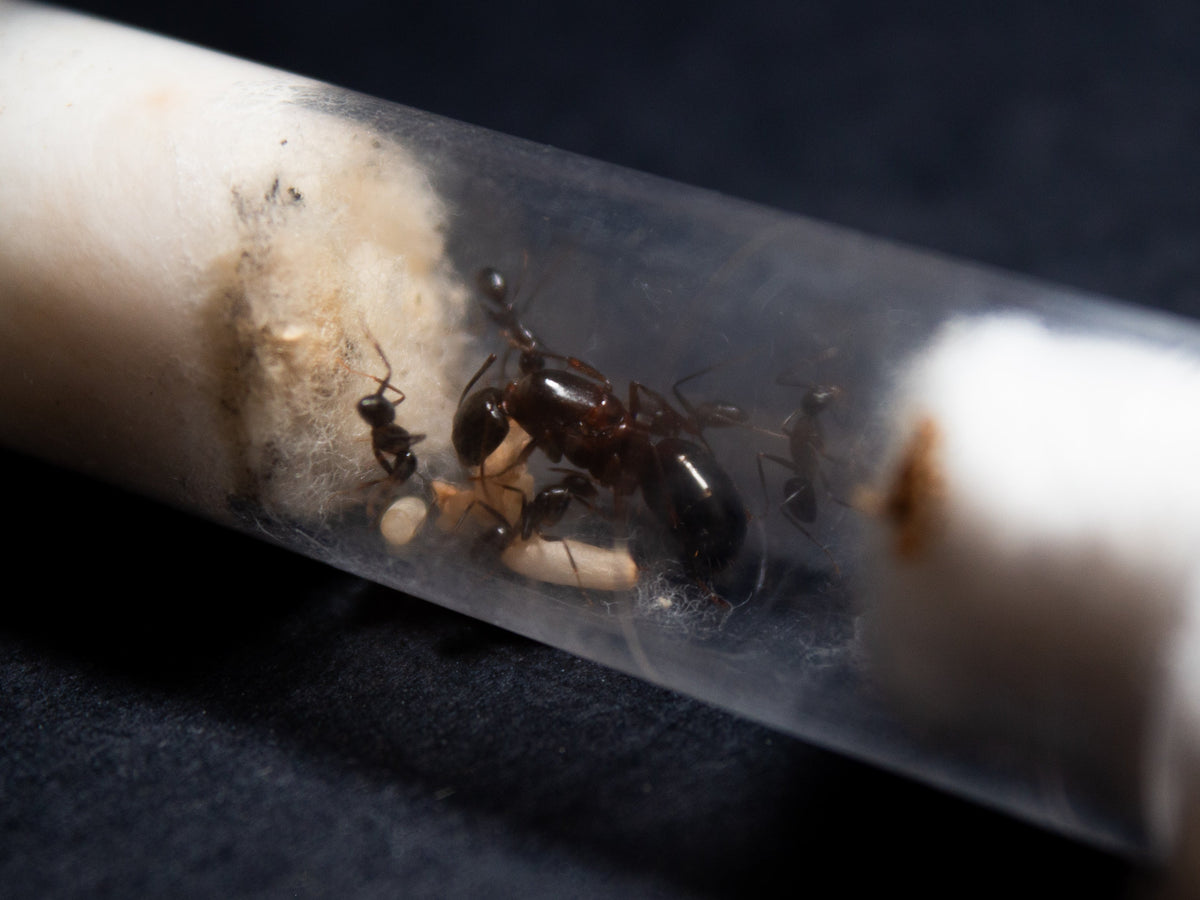 Colonia de Camponotus aethiops con reina y obreras negras