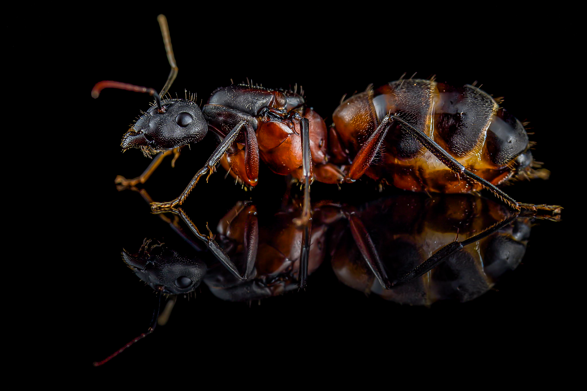 Ficha de cría Camponotus Cruentatus