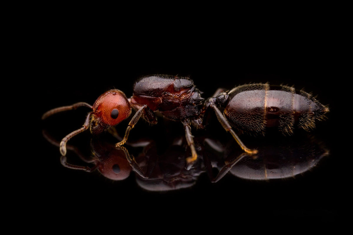 Reina de Crematogaster scutellaris con cría en tubo de ensayo
