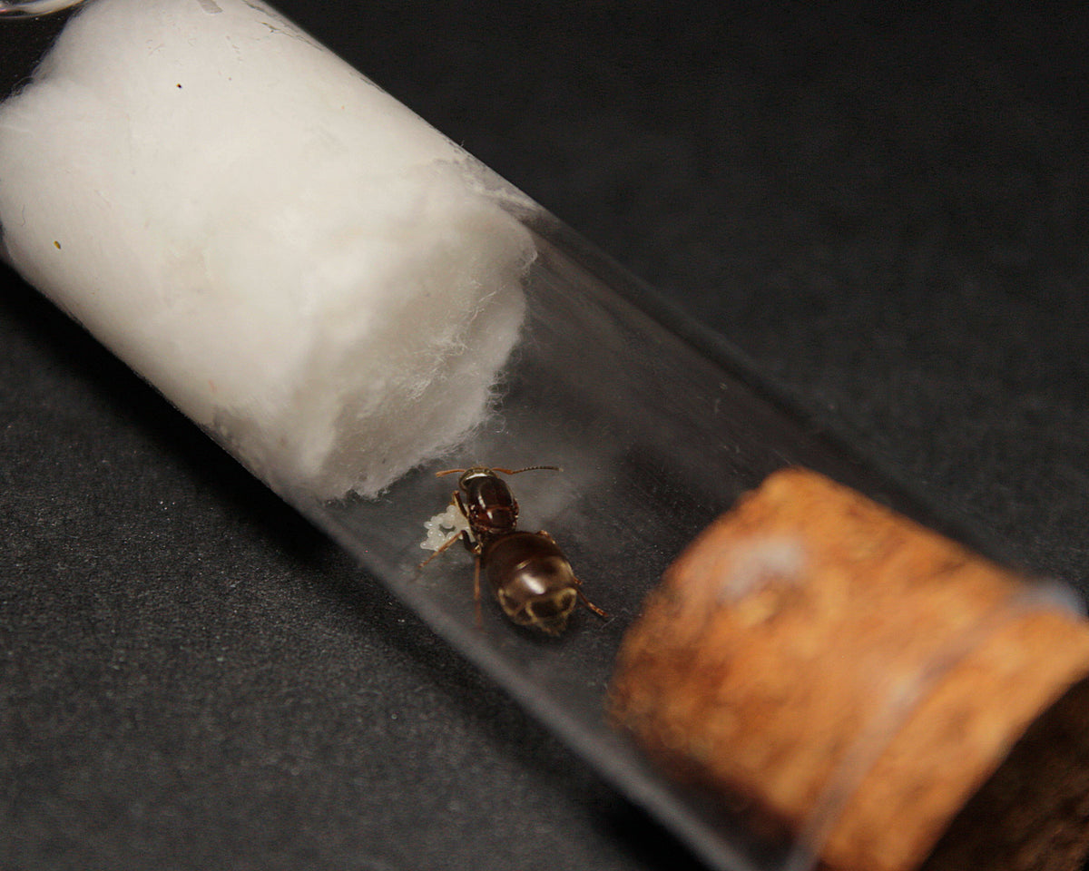 Reina de Lasius niger con huevos en tubo de ensayo