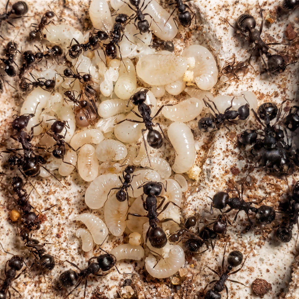 Hormigas Africanas