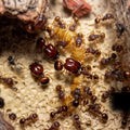 Acanthomyrmex glabfemoralis