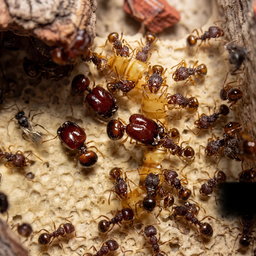 Acanthomyrmex glabfemoralis