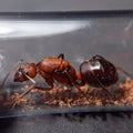 Camponotus angusticollis sanguinolentus