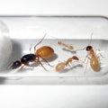 Camponotus fedtschenkoi
