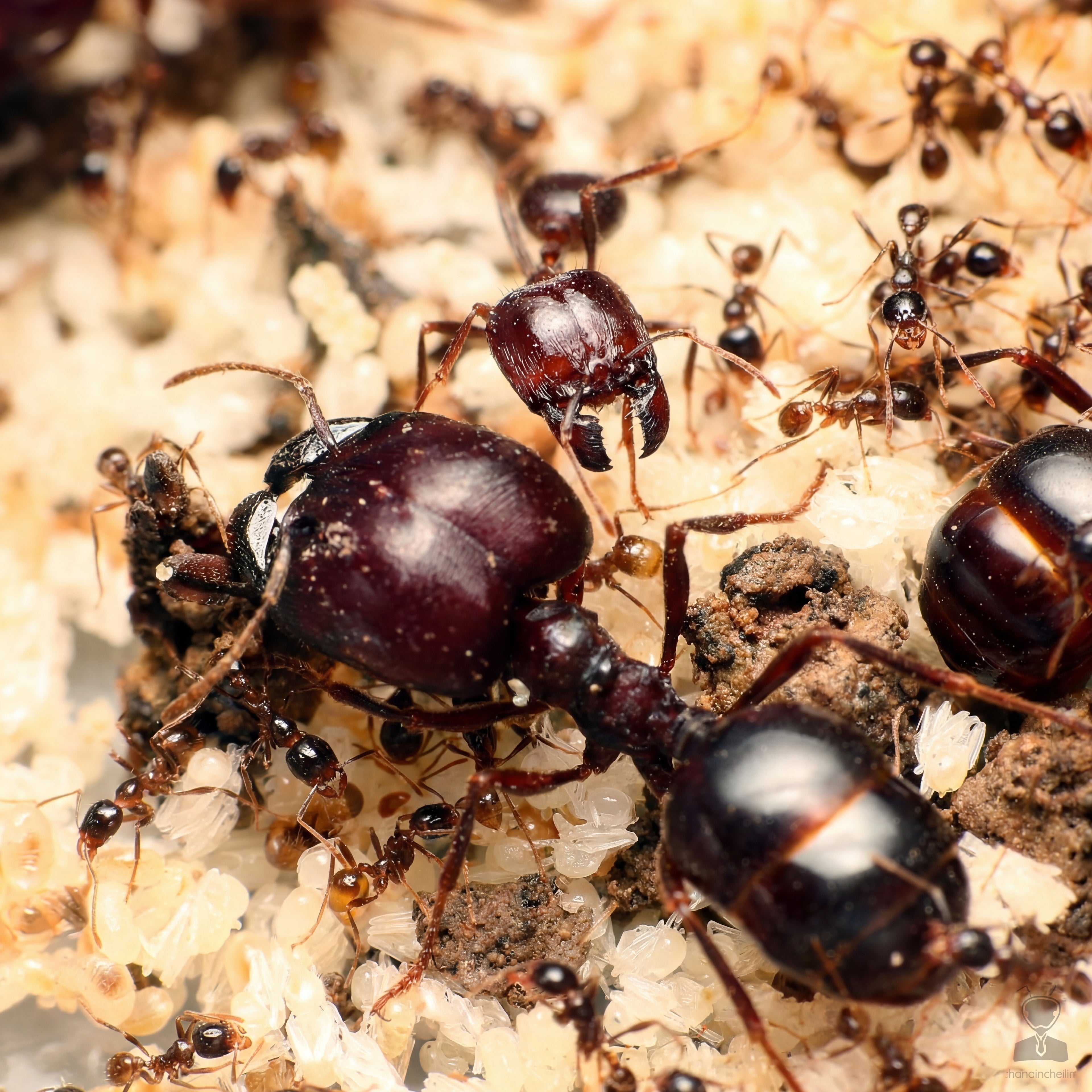 Carebara diversa