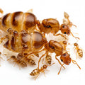 Crematogaster biroi