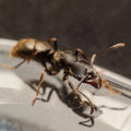 Ectomomyrmex cf annamitus