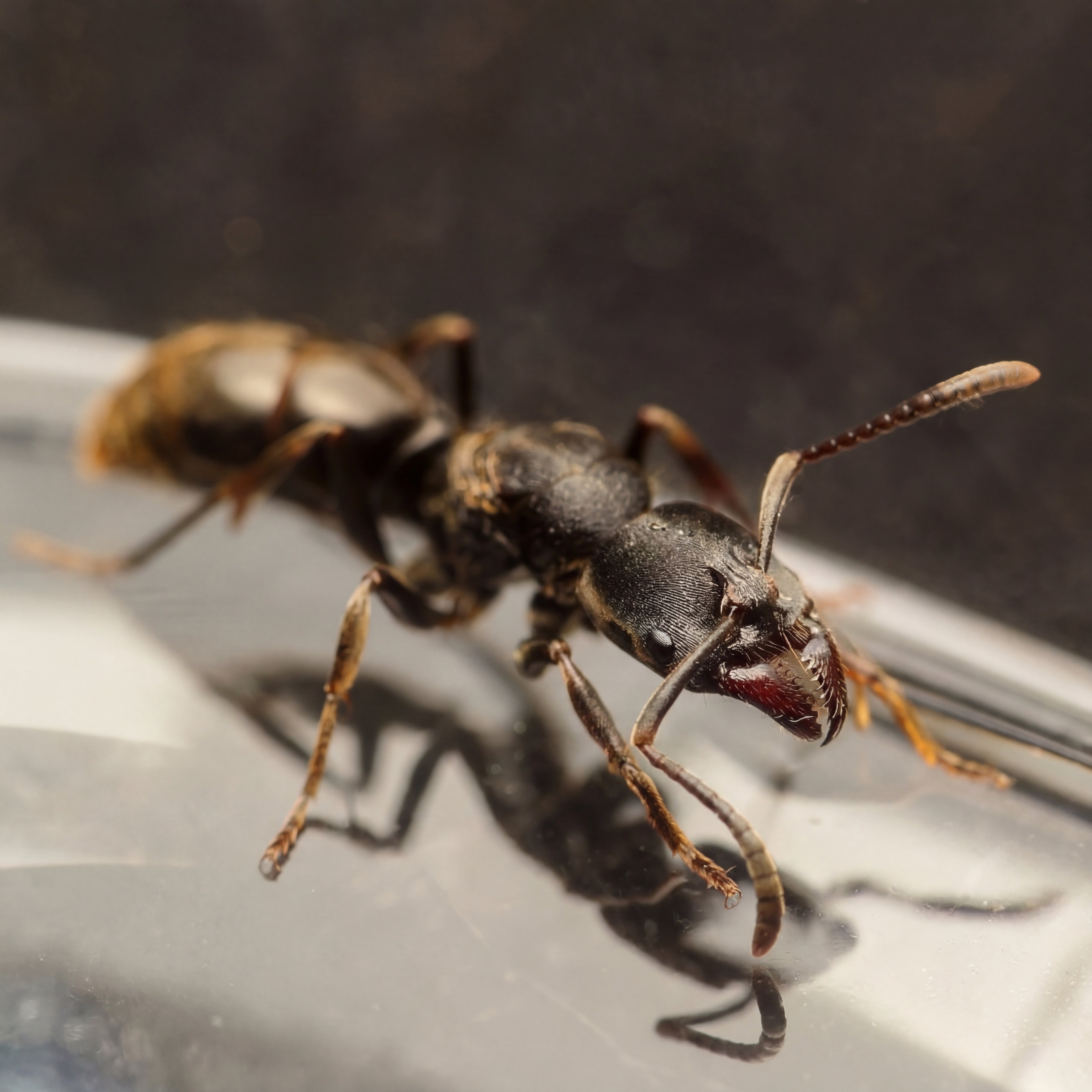 Ectomomyrmex cf. annamitus