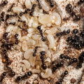 Messor arenarius