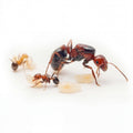 Messor hebraeus