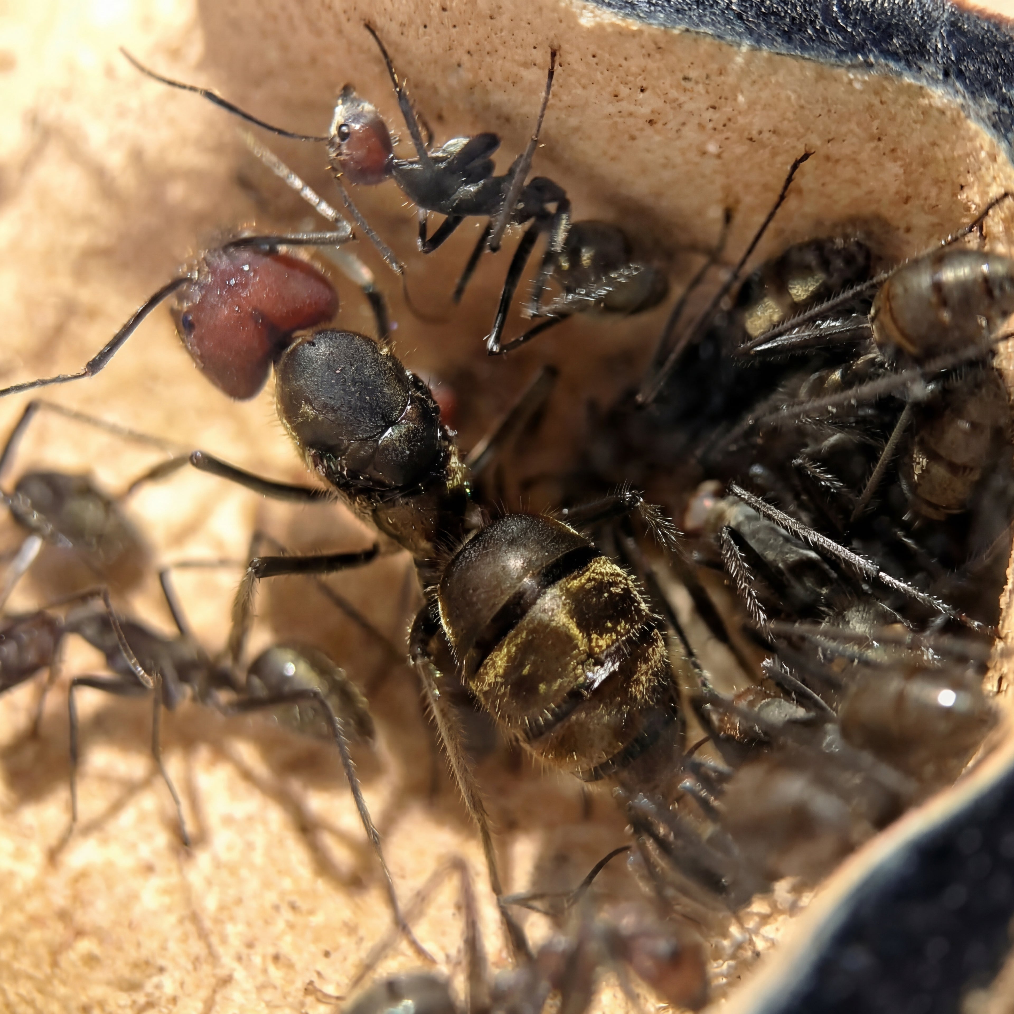 *Camponotus singularis*