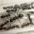 Polyrhachis dives