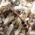 Tetraponera rufonigra