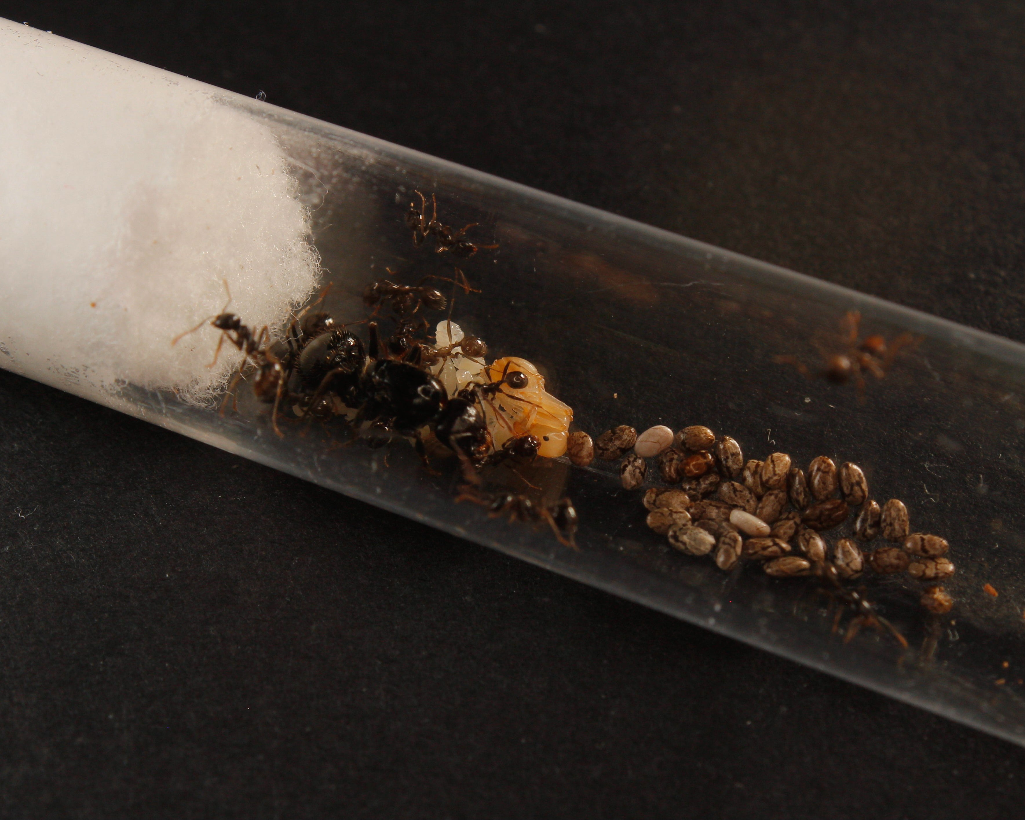 Messor Barbarus || Colonia