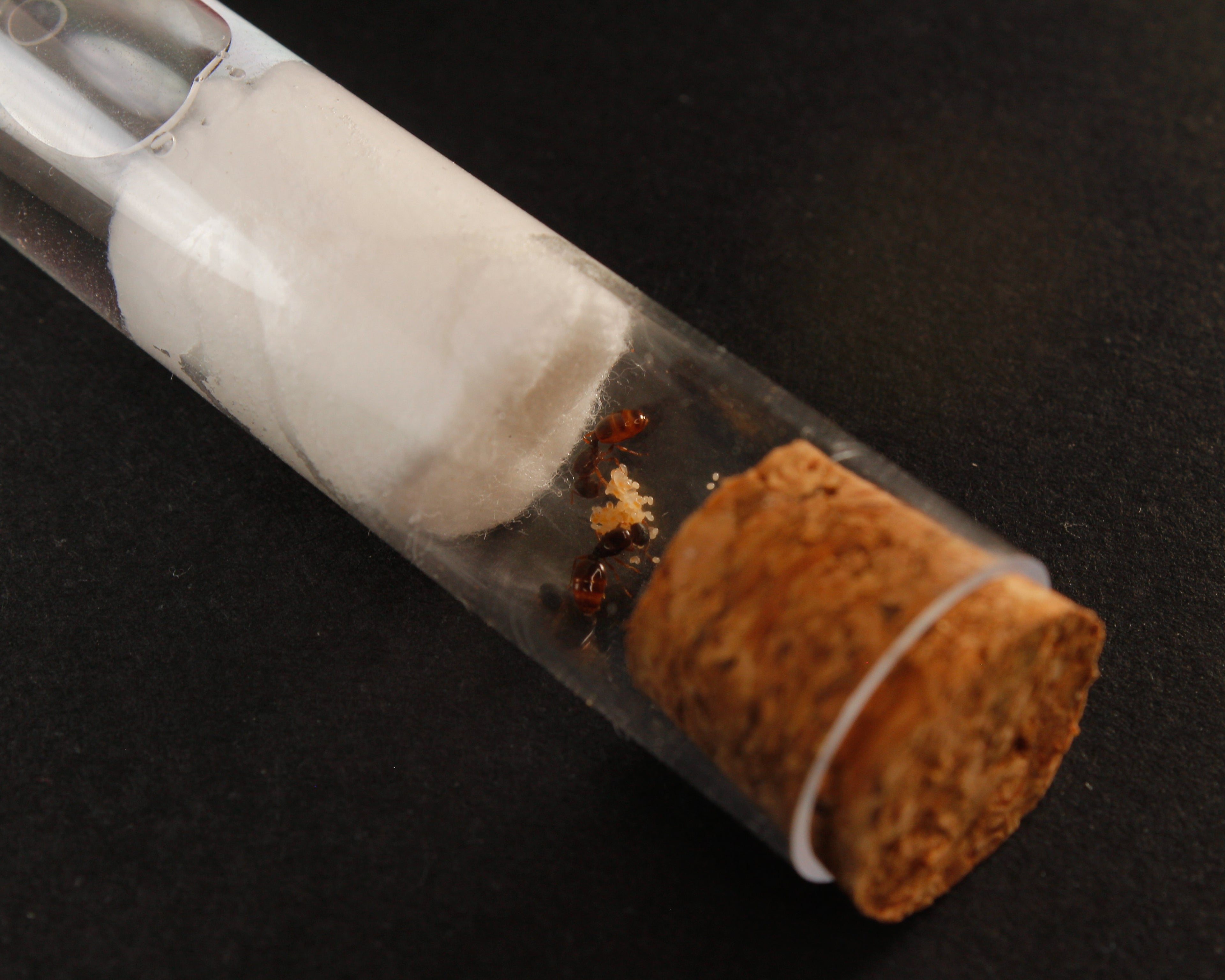 Tetramorium Semilaeve || Hormiga Reina