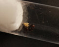 Tetramorium Forte || Hormiga Reina