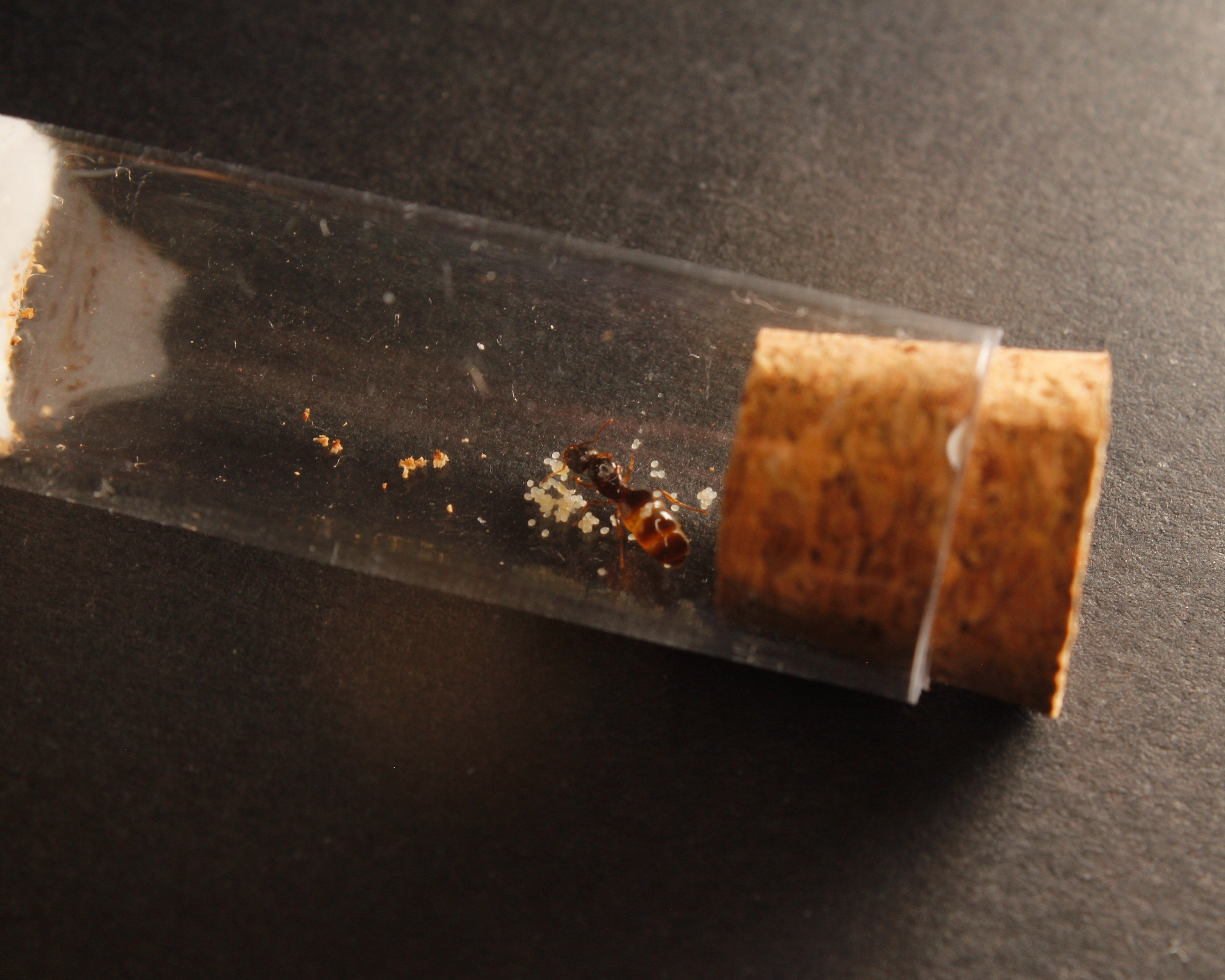 Pheidole Pallidula || Hormiga Reina