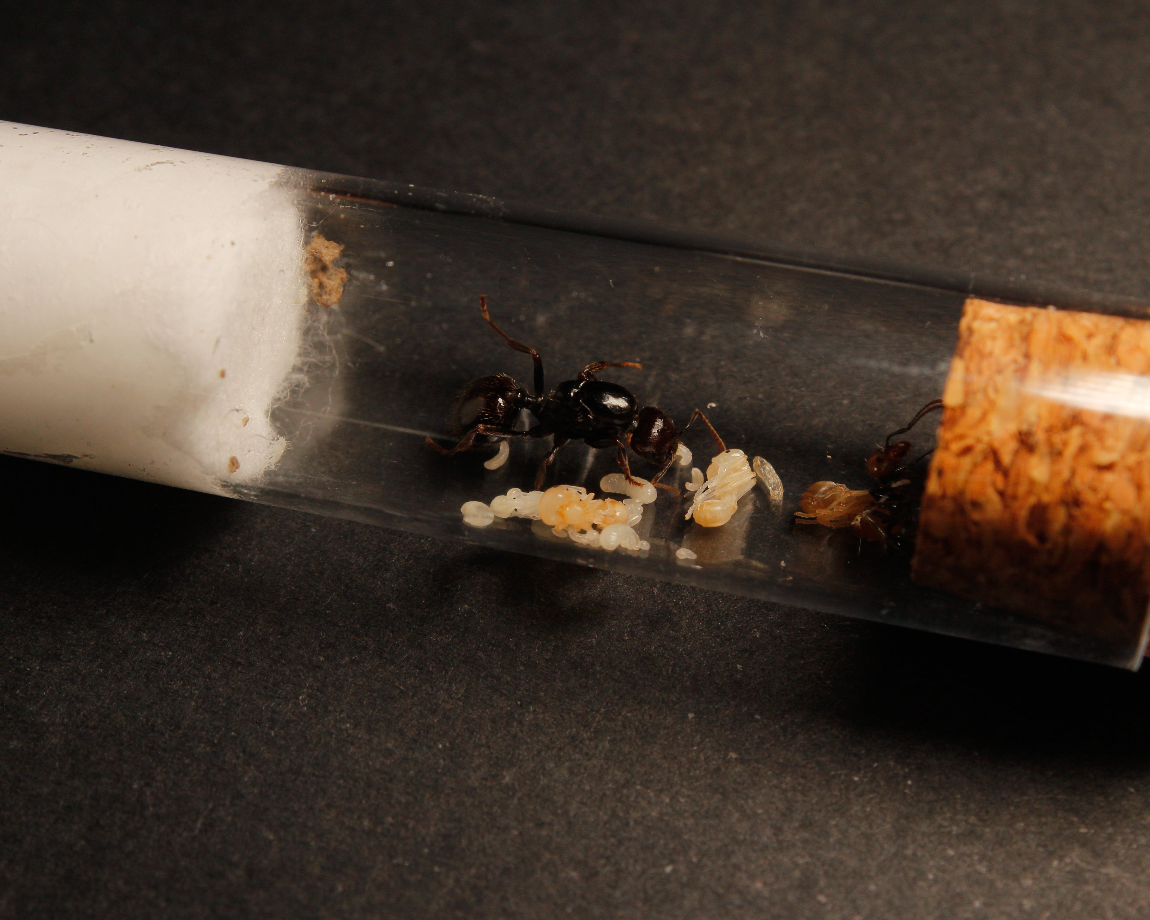 Messor Capitatus|| Hormiga Reina