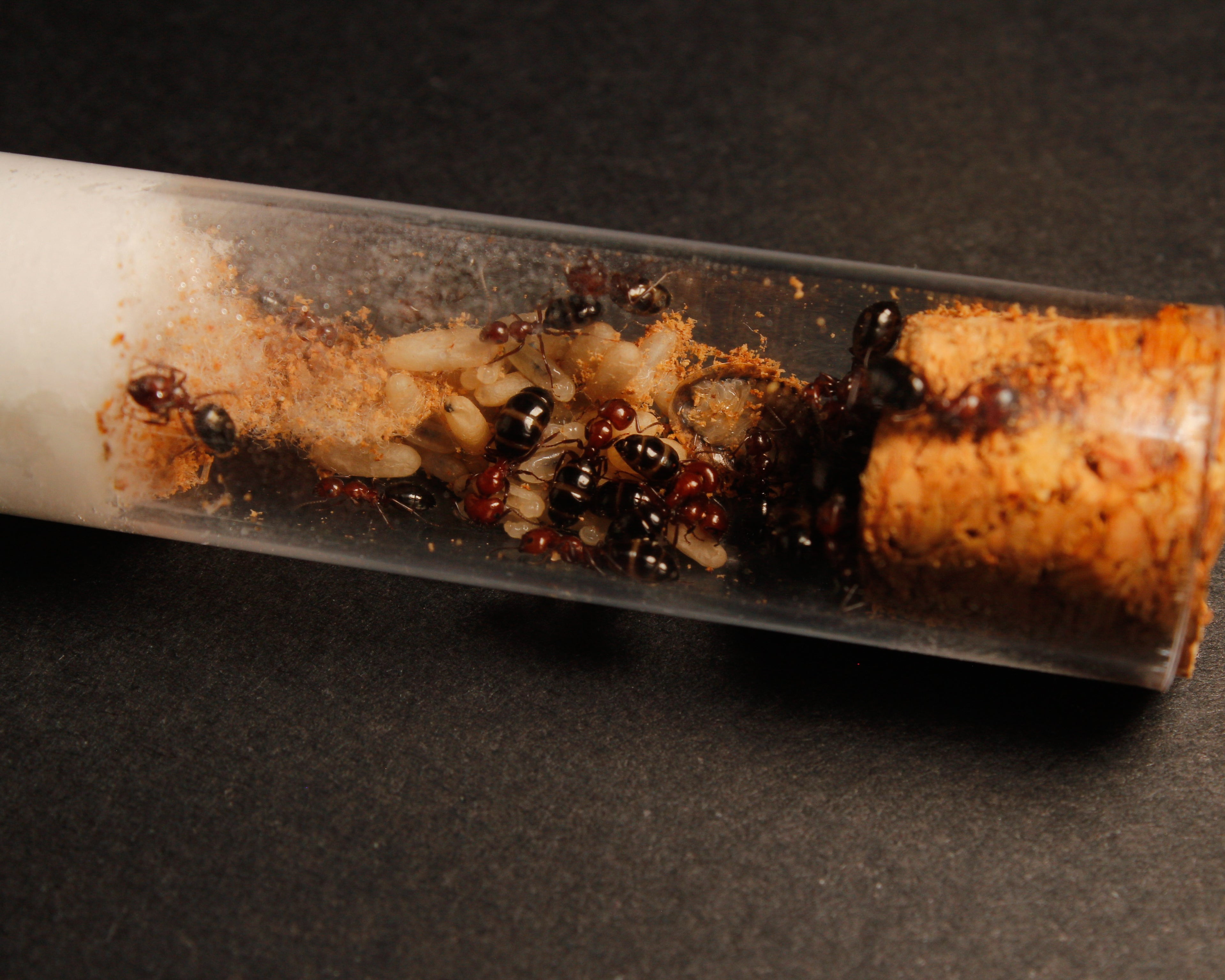 Camponotus Lateralis || Colonia