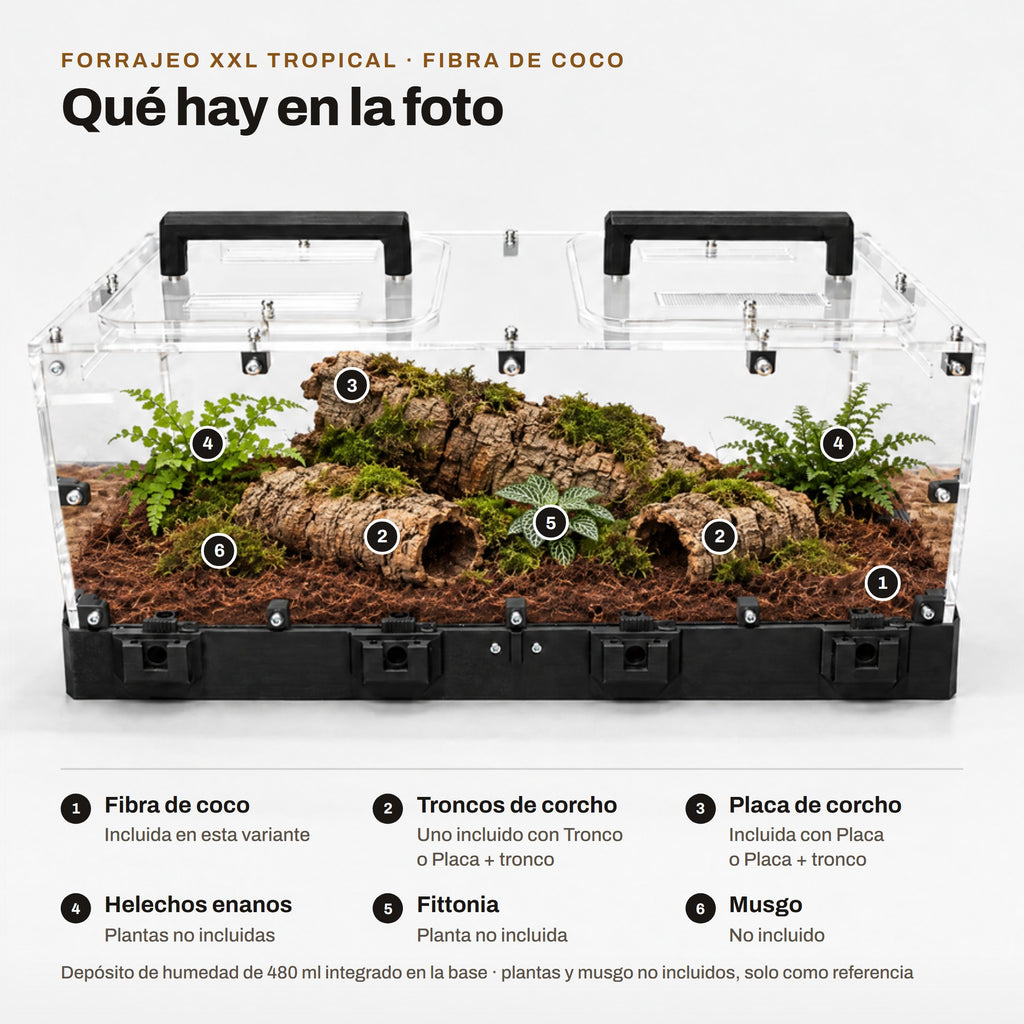 Forrajeo XXL Tropical con fibra de coco: qué hay en la foto (sustrato, corcho y plantas de referencia no incluidas)