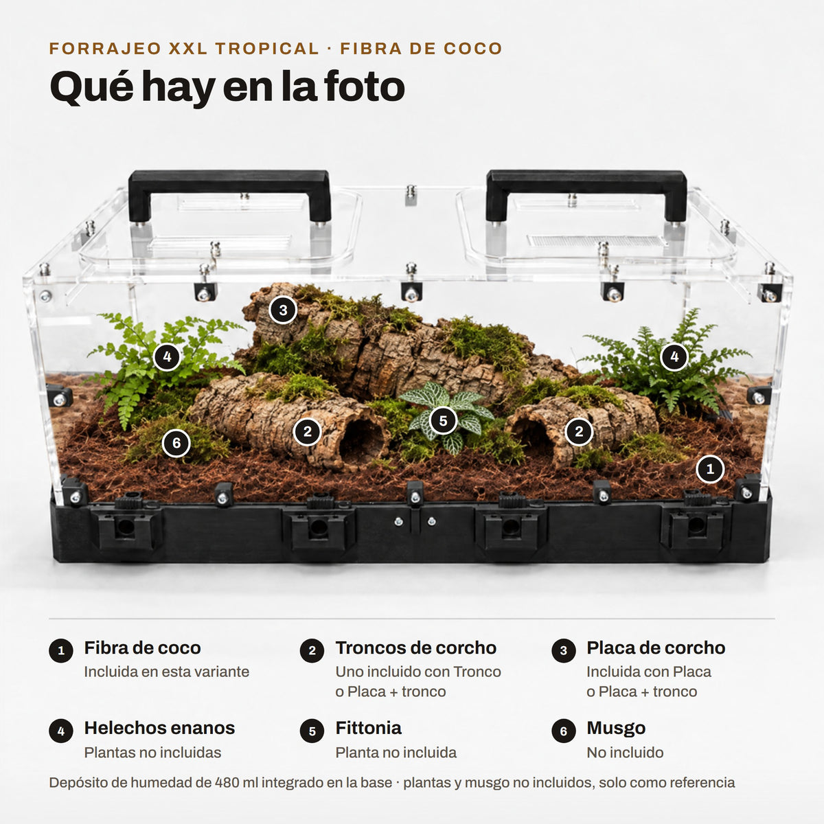 Forrajeo XXL Tropical con fibra de coco: qué hay en la foto (sustrato, corcho y plantas de referencia no incluidas)