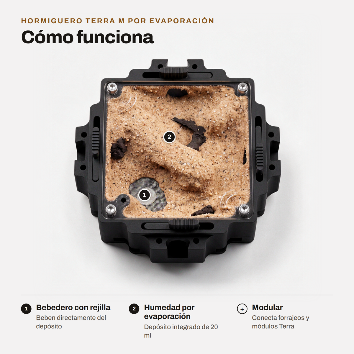 Hormiguero Terra M por Evaporación: cómo funciona