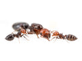 Crematogaster scutelaris Colonia
