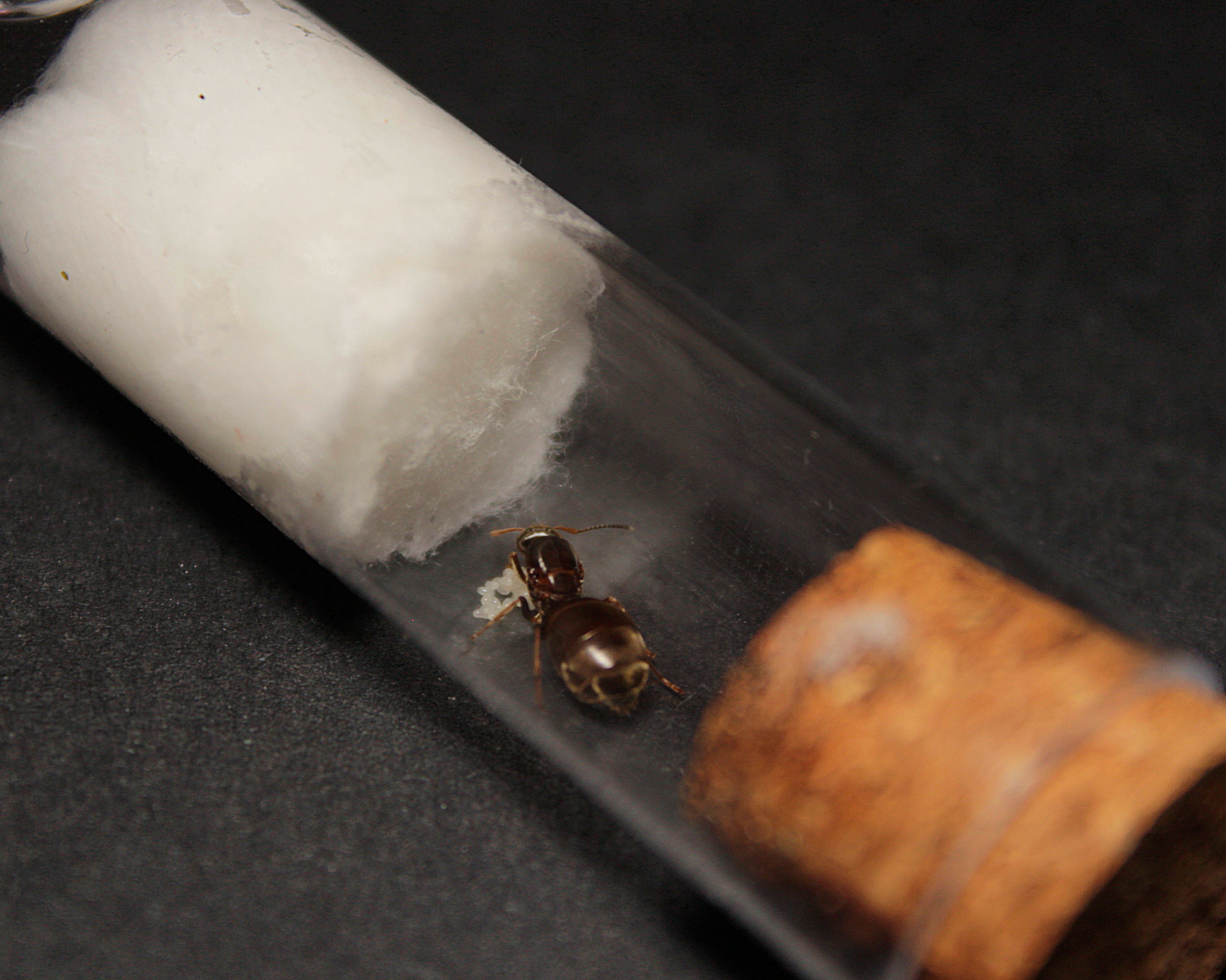 Lasius Niger || Hormiga Reina